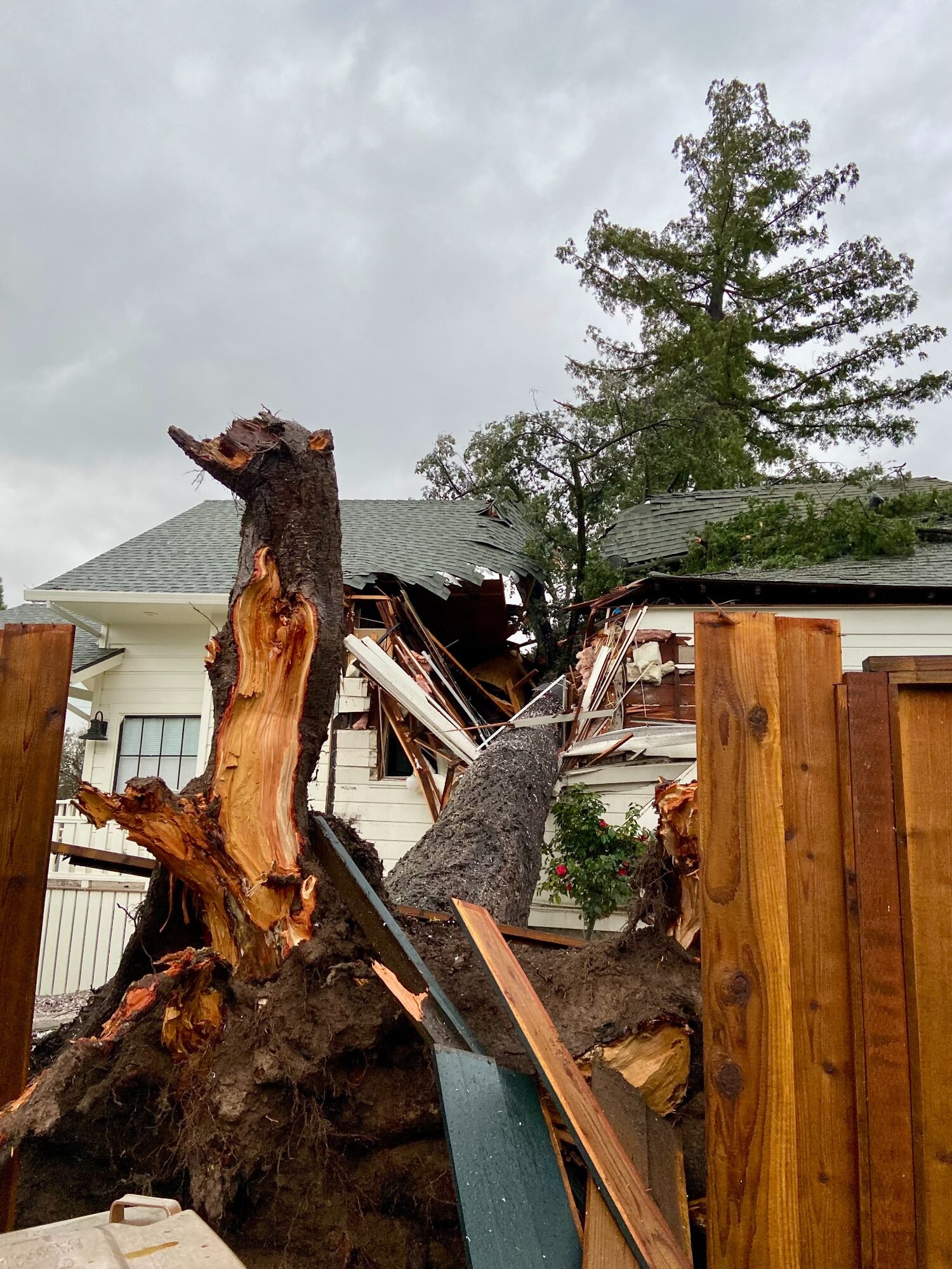 redwood tree damage to 1895 Napa home